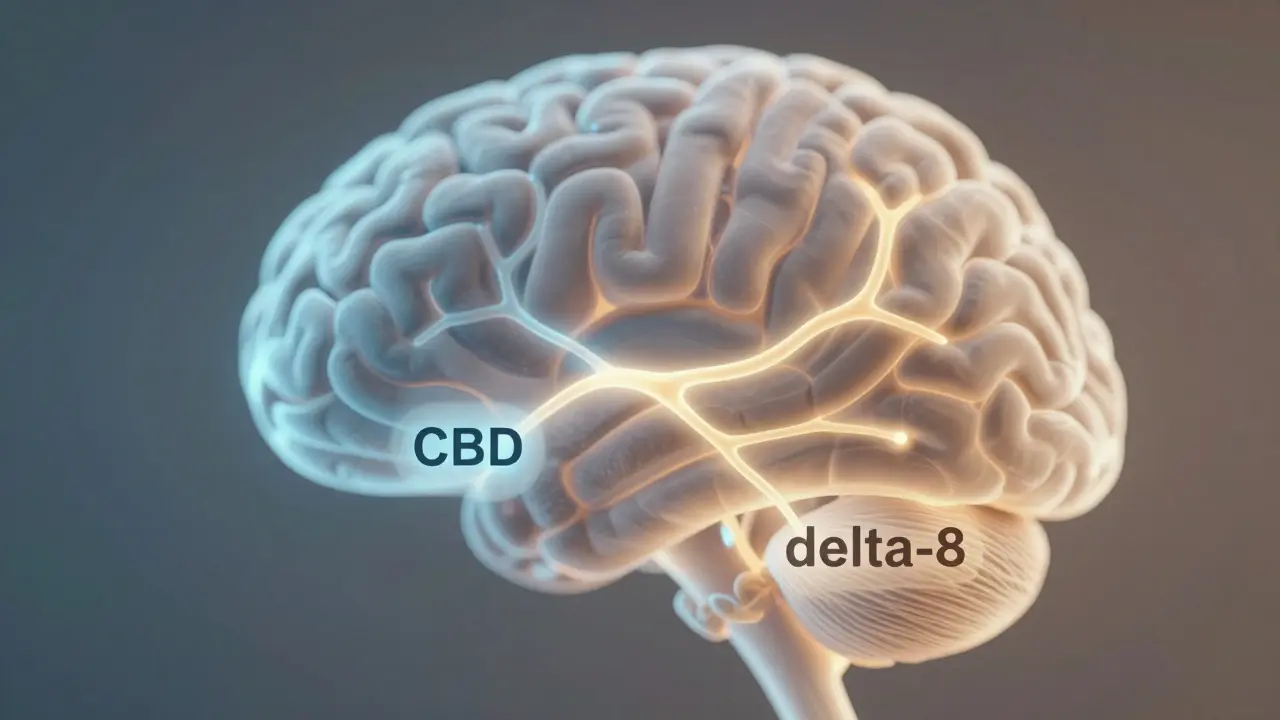 Abstraktní obrázek mozkových receptorů s dvěma cestami kanabinoidů CBD a delta-8.