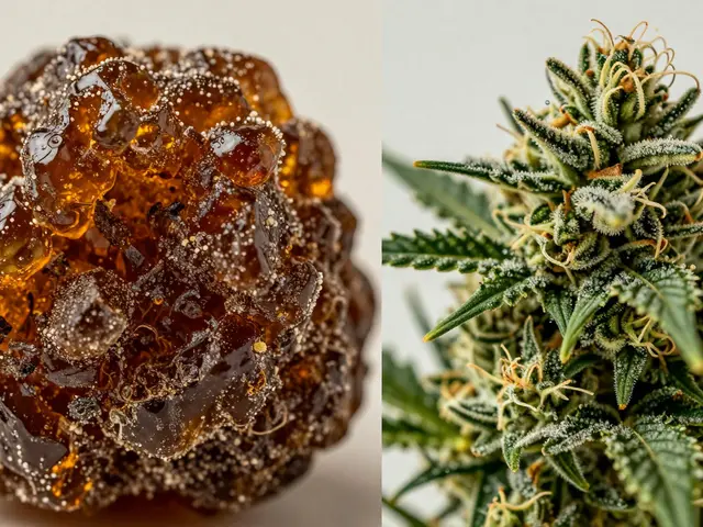 Hash vs. Květ: Který způsob konzumace konopí je lepší? Porovnání účinků a intenzity